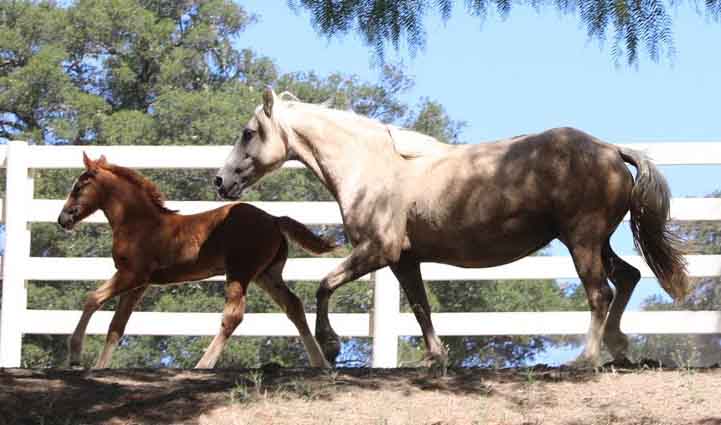 Mare and Foal